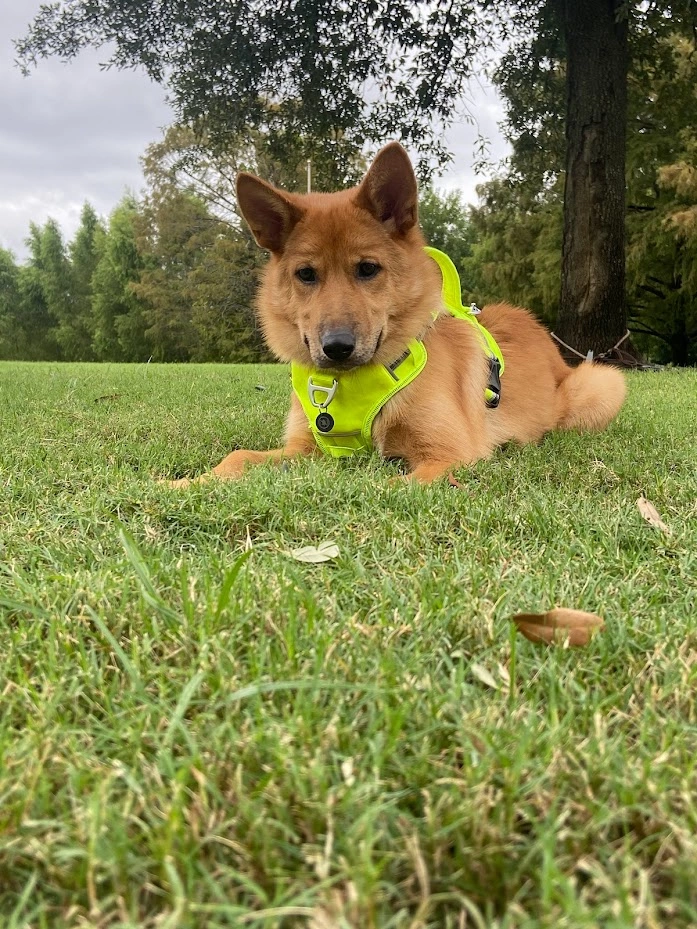 dog photo