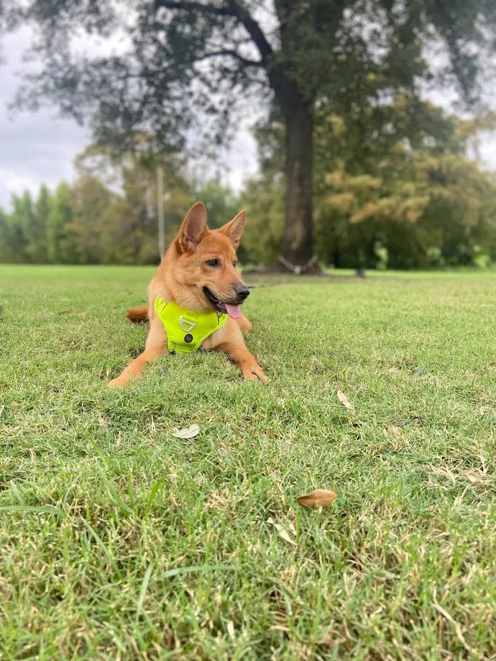 dog photo