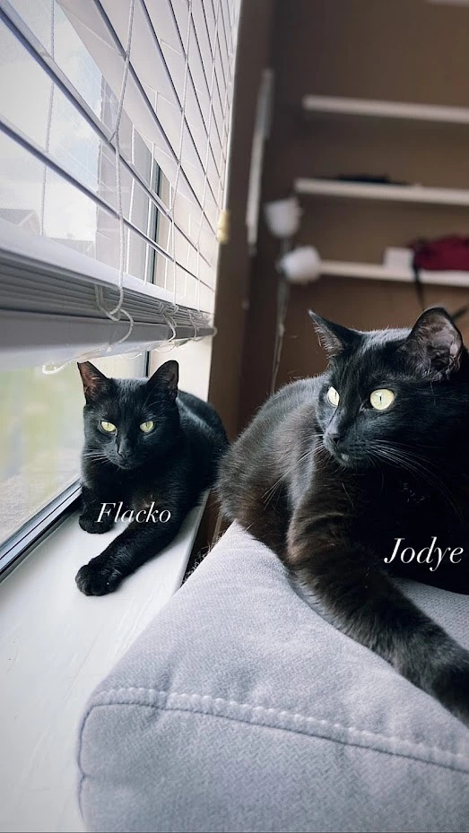 cat photo