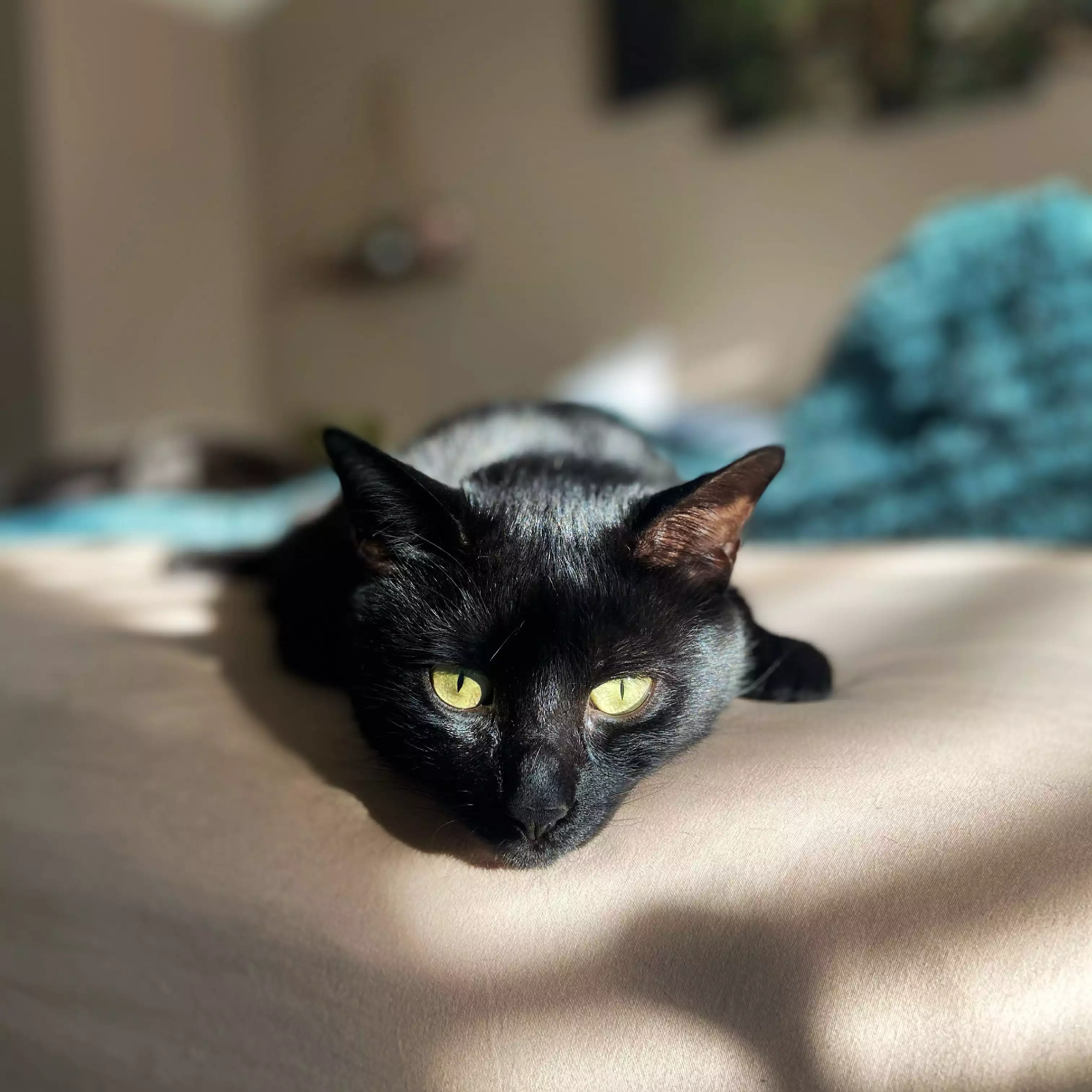 cat photo